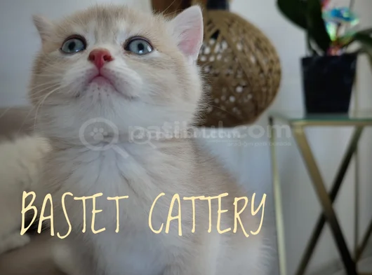 Brtisih Golden Scrli Bebekler görsel