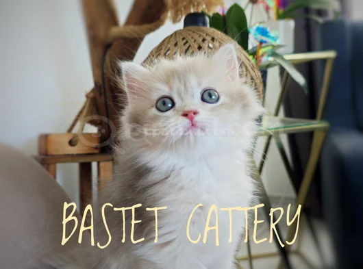 Brtisih Golden Scrli Bebekler görsel