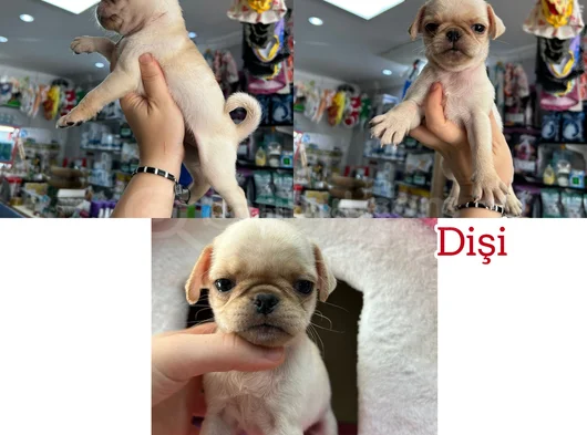 Egzotik Taşıyıcı Pug Bebekler görsel
