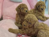 Sağlık Ve Irk Garantili En Tatlıı Poodle Yavrularr