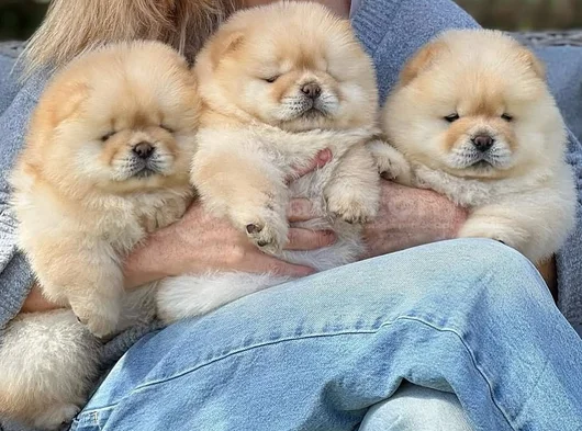 Dişi Erkek Çin Aslanı Chow Chow Yavrularımız görsel
