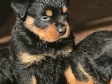 Dişi Erkek Kızıl Ve Siyah Doberman Yavrularımız