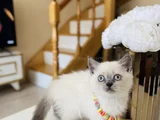Top Kafa Ayıcık Surat Safkan Yavrular
