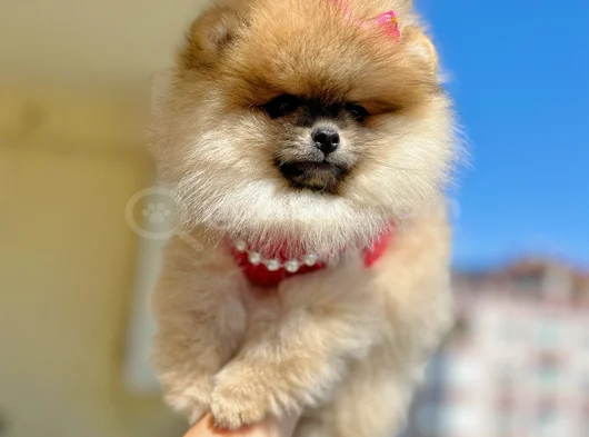 Turincu Rengi̇ Di̇şi̇ Pomerani̇an Boo