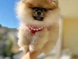 Turincu Rengi̇ Di̇şi̇ Pomerani̇an Boo