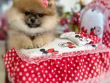 Turincu Rengi̇ Di̇şi̇ Pomerani̇an Boo