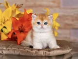 Orijinal Irk Garantili British Shorthair Golden Bebekler
