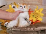 Orijinal Irk Garantili British Shorthair Golden Bebekler