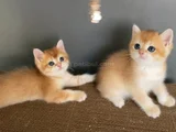 GOLDEN british shorthair  NY12  erkek ve dişi yavrular