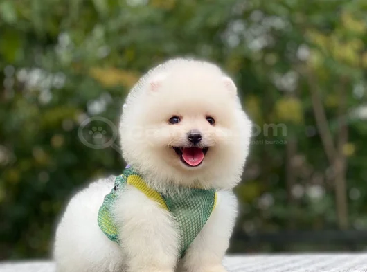 Ayi Surat Teacup Pomerani̇an Boo Yavrularimiz görsel