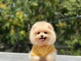 Ayi Surat Teacup Pomerani̇an Boo Yavrularimiz