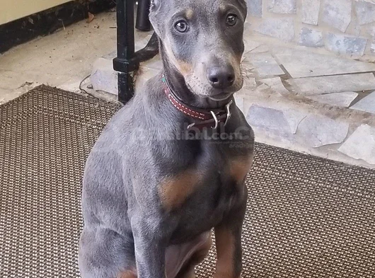 Blue Doberman Erkek Yavrular Isteğe Özel Estetik