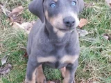 Blue Doberman Erkek Yavrular Isteğe Özel Estetik