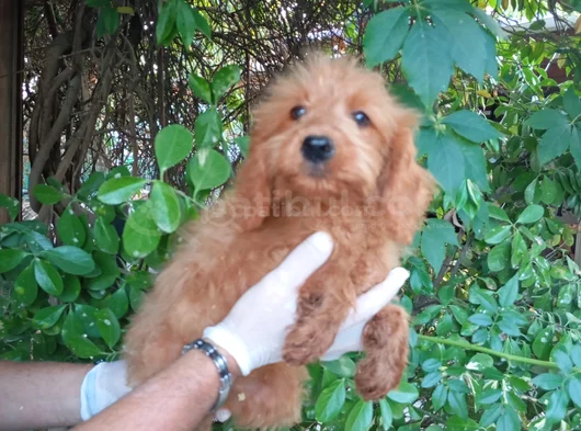 Irk Ve Sağlik Garanti̇  Malti̇poo Yavrularimiz görsel
