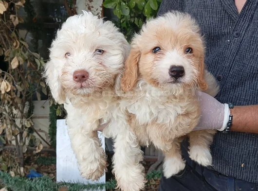 Irk Ve Sağlik Garanti̇  Malti̇poo Yavrularimiz görsel