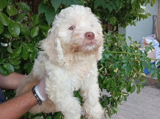 Irk Ve Sağlik Garanti̇  Malti̇poo Yavrularimiz