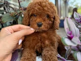 TOY POODLE EV ORTAMINDAN