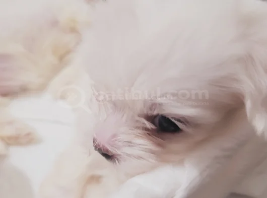 Minik Maltese Bebekler görsel