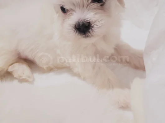 Minik Maltese Bebekler görsel