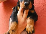 Üst Düzey Doberman Yavrular Hazir