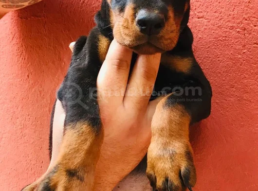 Üst Düzey Doberman Yavrular Hazir görsel