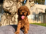 Üst  Düzey Kore Kan Toy Poodle Yavrularım