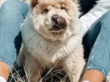 Harika Surat Çin Aslanı Chow Chow Erkek Dişi Yavrularımız