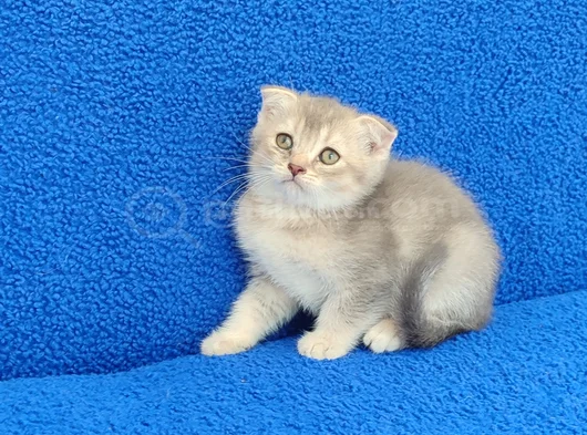 Scotti̇sh Fold Ponçi̇k Tesli̇me Hazirdir görsel