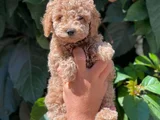Toy Poodle Bebekler Hazir