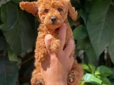 Toy Poodle Bebekler Hazir