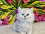 Üst Kali̇te Her Ci̇ns Sinirli Adet