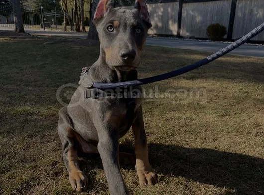 Blue Doberman Bebeklerimiz Yeni Ailesini Arıyor görsel