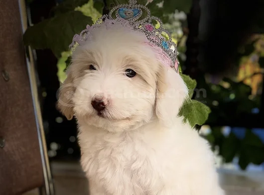 Linaya Yuva Arıyoruz