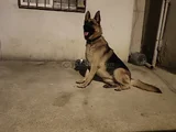 2 ADET DİŞİ ALMAN ÇOBAN KÖPEĞİ