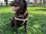 YUVA ARIYORUZ CHOCOLATE LABRADOR