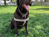 Yuva Ariyoruz Chocolate Labrador