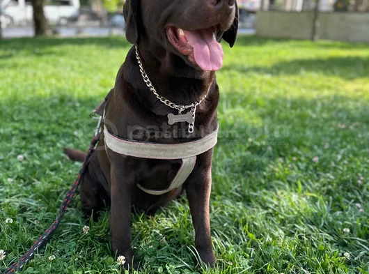 Yuva Ariyoruz Chocolate Labrador görsel
