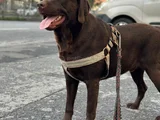 Yuva Ariyoruz Chocolate Labrador