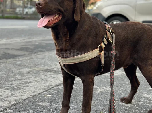 Yuva Ariyoruz Chocolate Labrador görsel