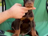 Üst Düzey Doberman Yavrular Hazir
