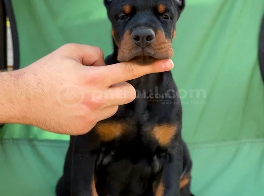 Üst Düzey Doberman Yavrular Hazir görsel