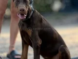Üst Düzey Doberman Yavrular Hazir