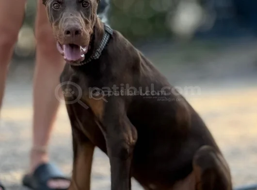 Üst Düzey Doberman Yavrular Hazir görsel