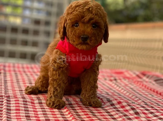 Toy poodle ırk ve sağlık garantili