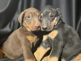 Üst kalite doberman yavrular