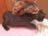 Mi̇ni̇k Yavru Kedi̇ler Yuva Ariyor