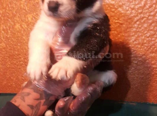 Si̇yah Beyaz Ve Blue Merle Border Coli̇e görsel