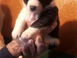 Si̇yah Beyaz Ve Blue Merle Border Coli̇e