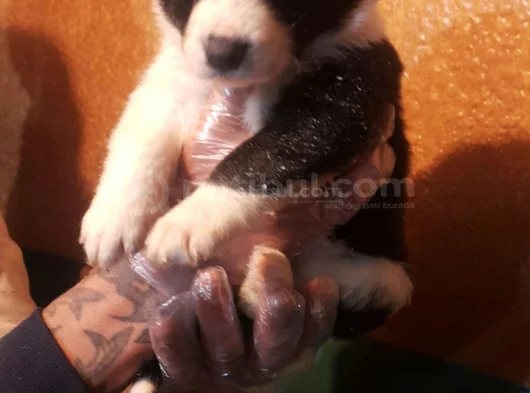 Si̇yah Beyaz Ve Blue Merle Border Coli̇e görsel