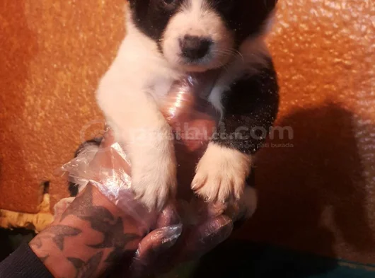 Si̇yah Beyaz Ve Blue Merle Border Coli̇e görsel